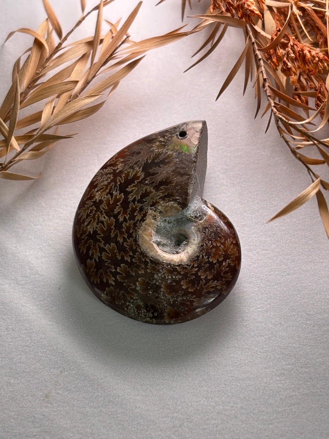 アンモナイト 化石 イリデッセンス 穴あきルース  天然石1枚目の画像