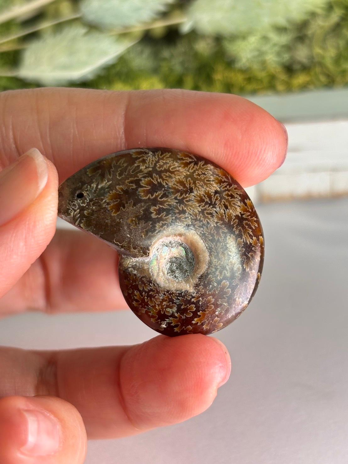 アンモナイト 化石 イリデッセンス 穴あきルース  天然石 | 11枚目