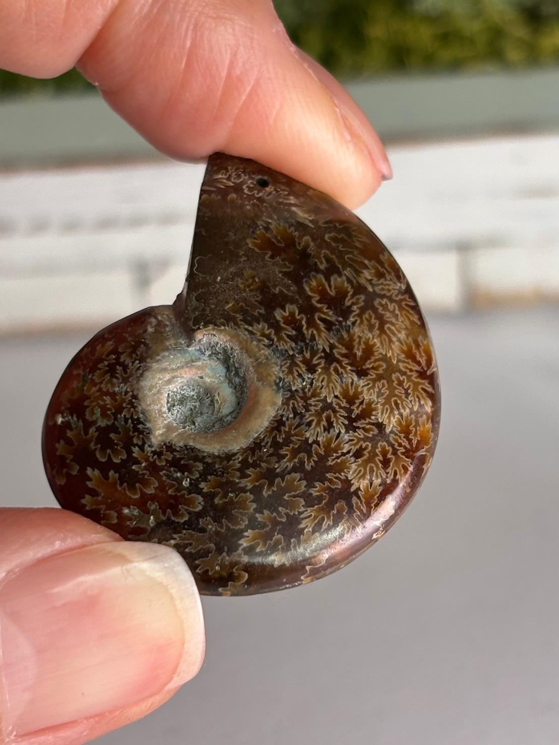 アンモナイト 化石 イリデッセンス 穴あきルース  天然石 | 12枚目