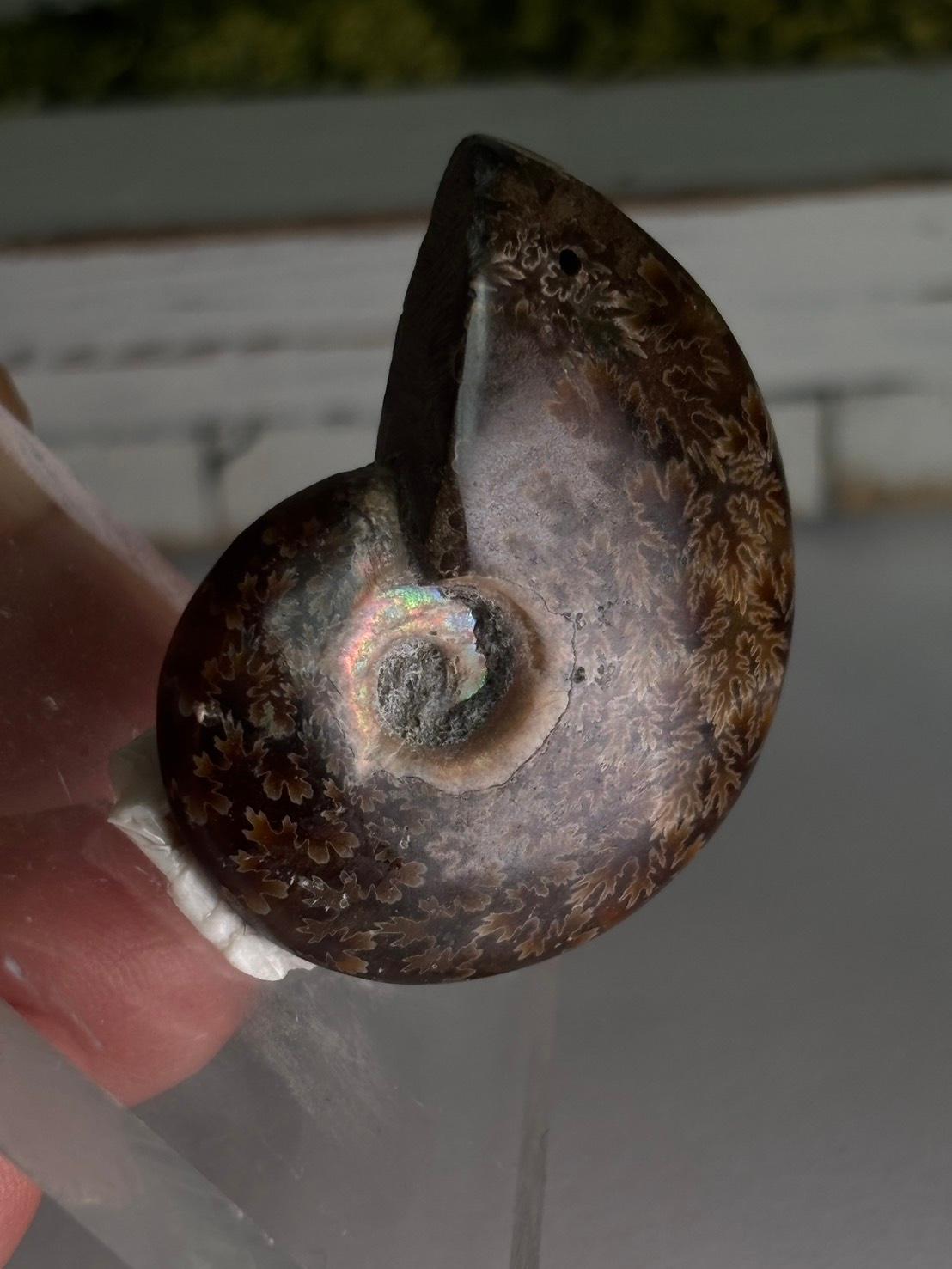 アンモナイト 化石 イリデッセンス 穴あきルース  天然石 | 14枚目