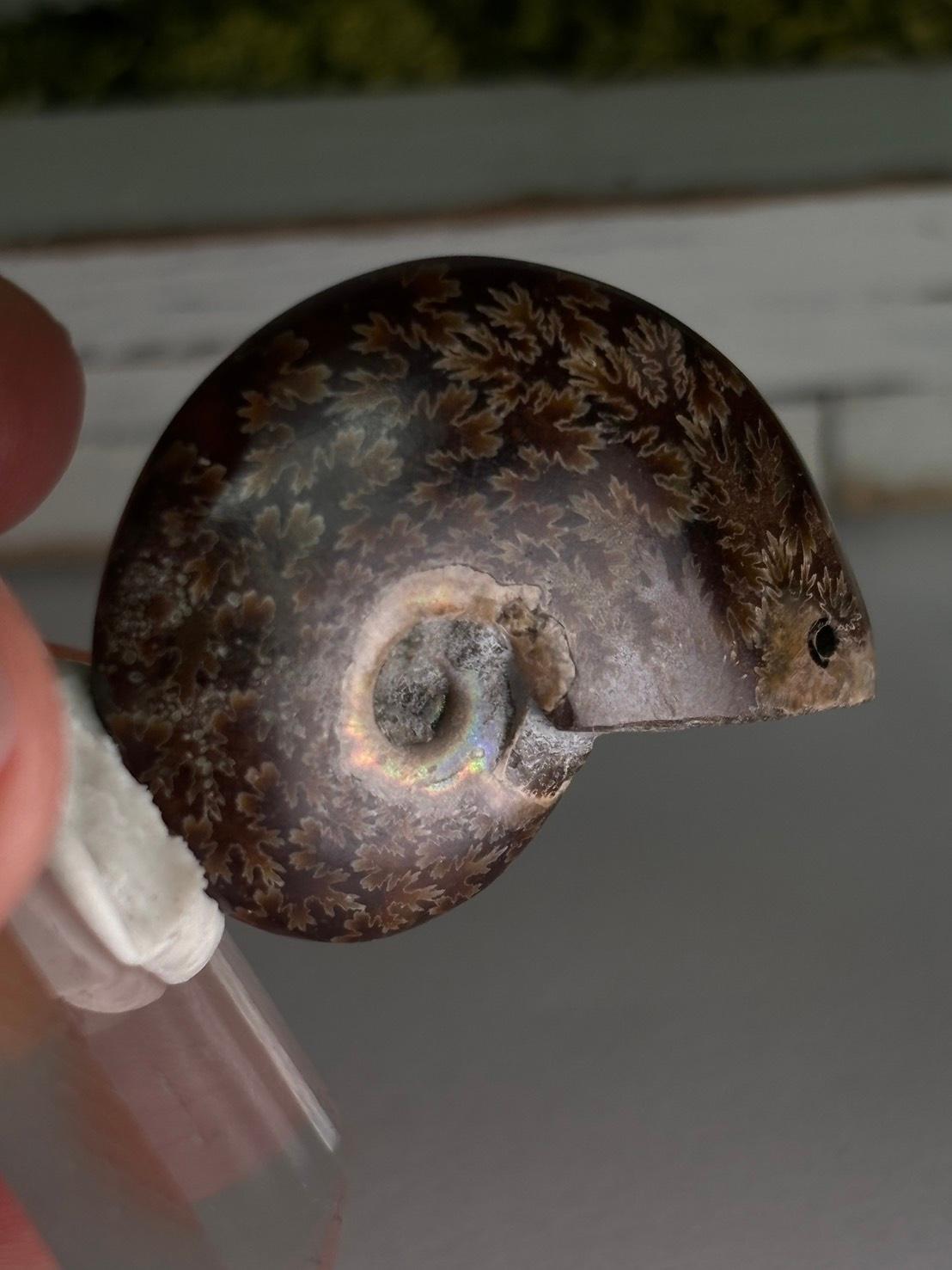 アンモナイト 化石 イリデッセンス 穴あきルース  天然石 | 15枚目