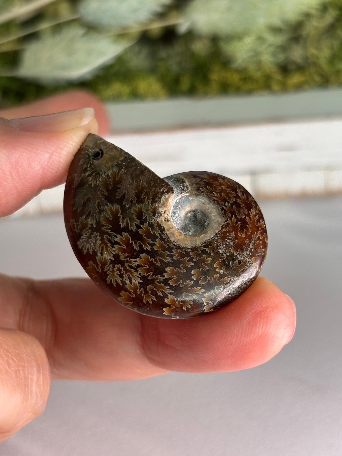 アンモナイト 化石 イリデッセンス 穴あきルース  天然石 | 16枚目