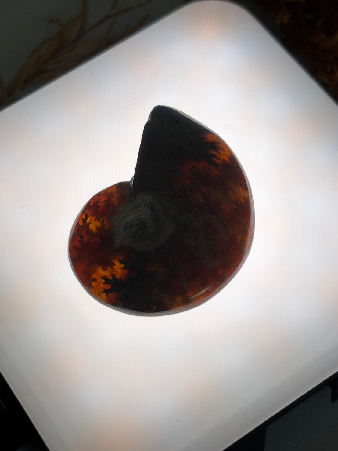 アンモナイト 化石 イリデッセンス 穴あきルース  天然石 | 17枚目