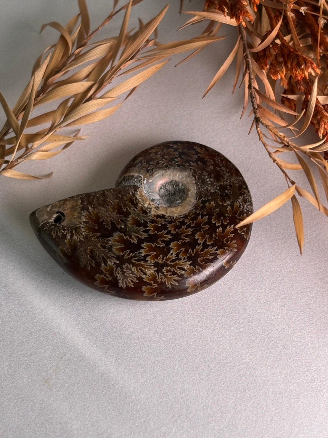 アンモナイト 化石 イリデッセンス 穴あきルース  天然石 | 3枚目