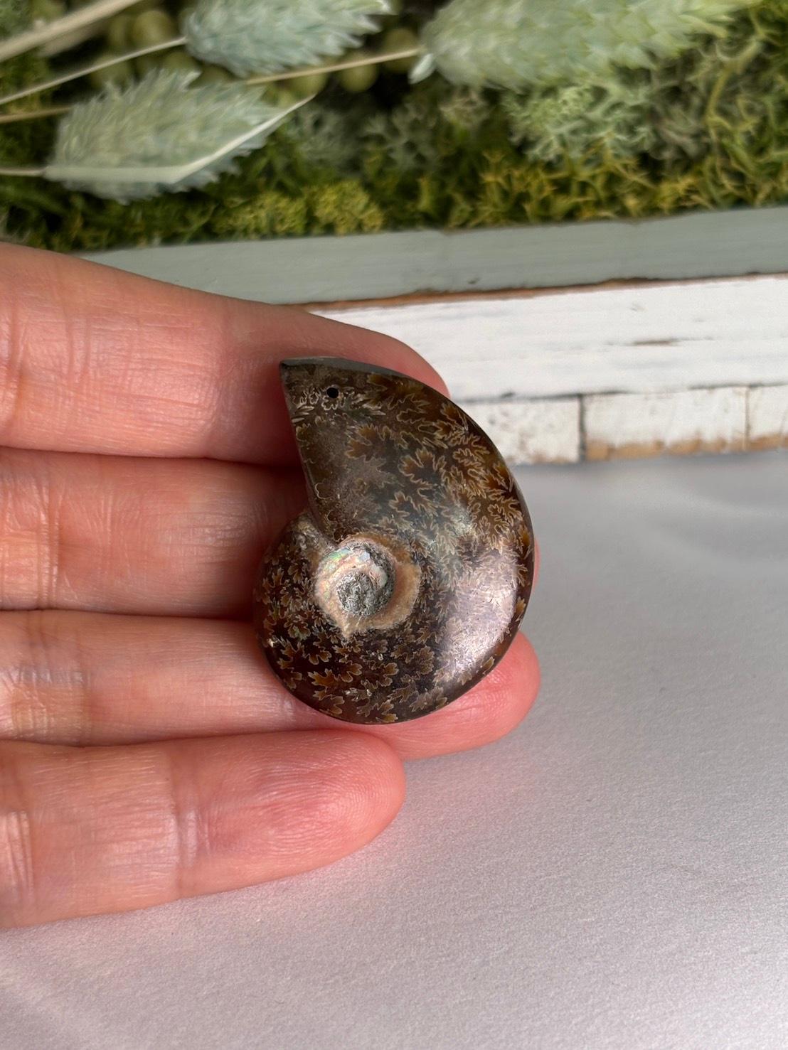 アンモナイト 化石 イリデッセンス 穴あきルース  天然石 | 5枚目