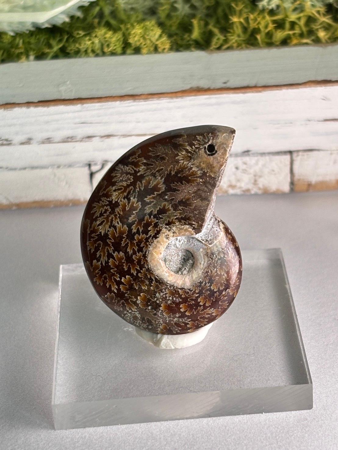 アンモナイト 化石 イリデッセンス 穴あきルース  天然石 | 6枚目