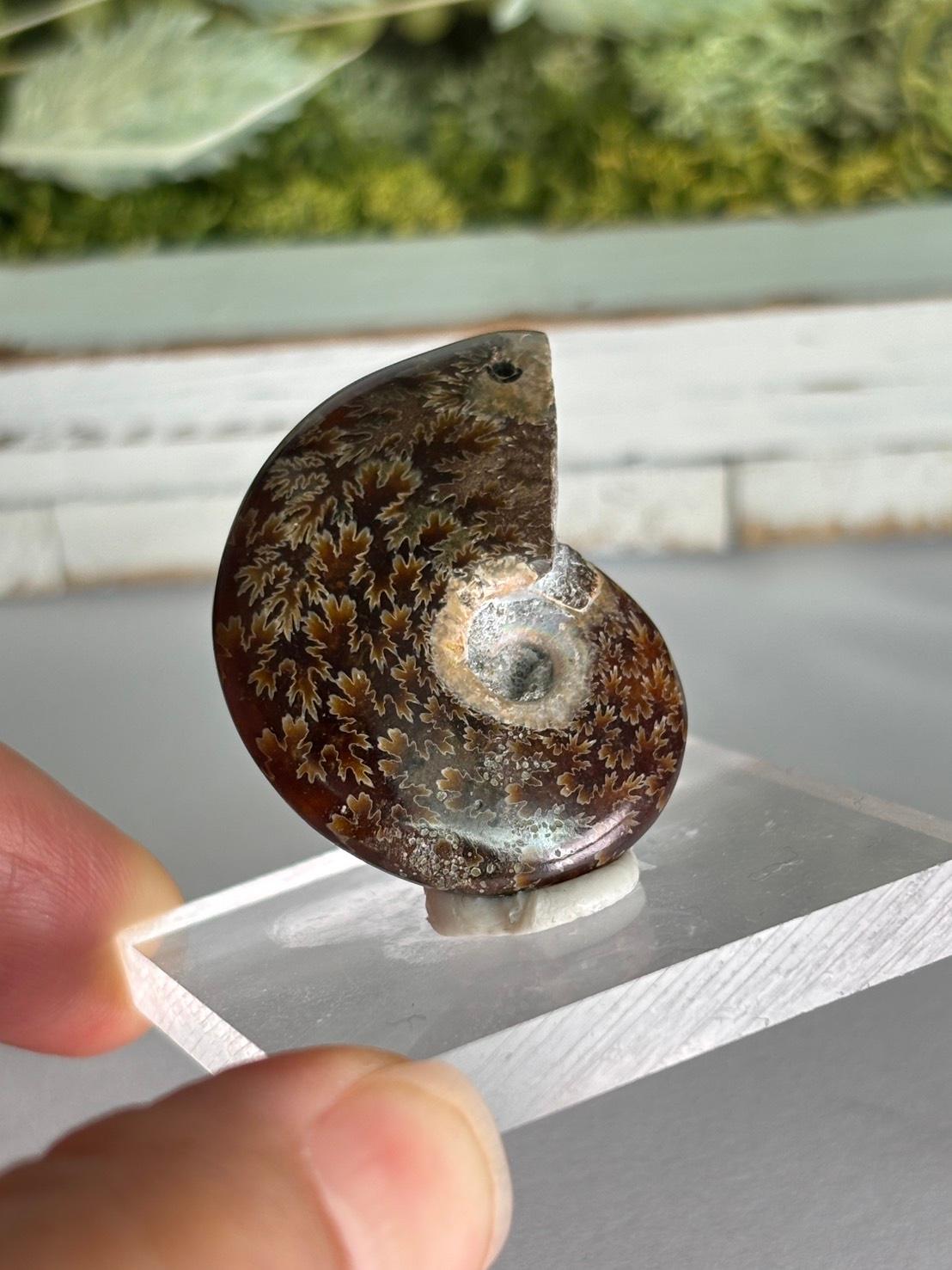 アンモナイト 化石 イリデッセンス 穴あきルース  天然石 | 7枚目