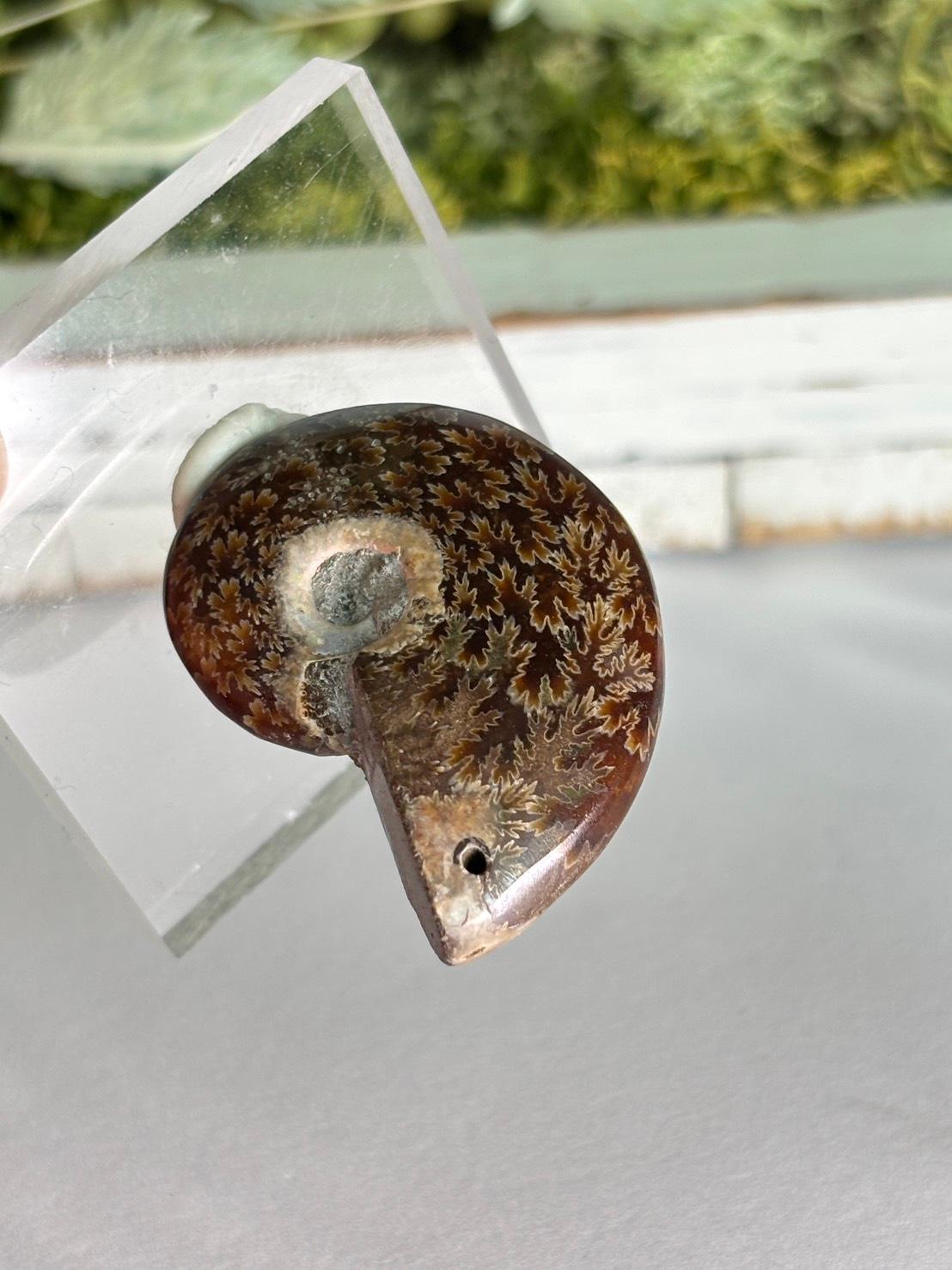 アンモナイト 化石 イリデッセンス 穴あきルース  天然石 | 8枚目