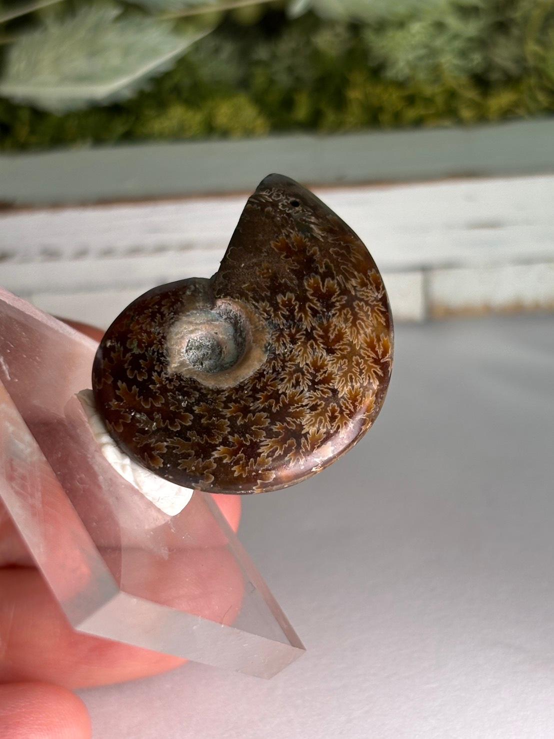 アンモナイト 化石 イリデッセンス 穴あきルース  天然石 | 9枚目