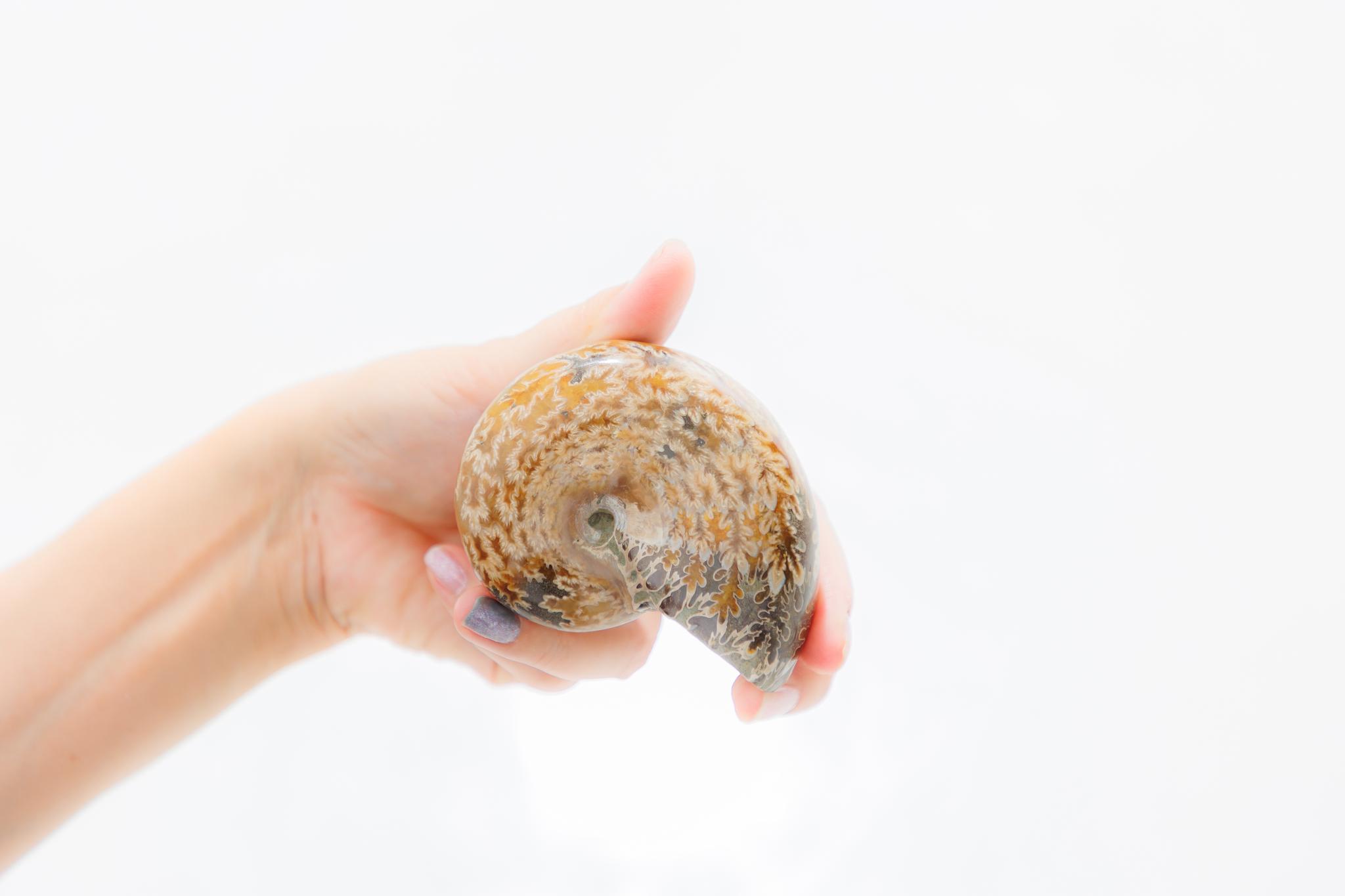 【公式サイト開設（順次アップデート中！）】