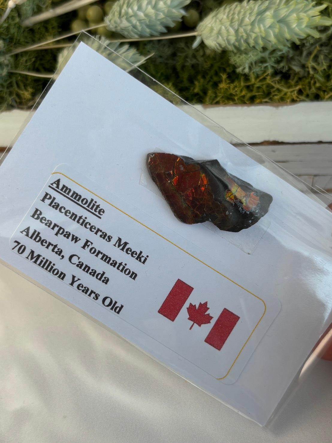 アンモライト 原石 イリデッセンス 天然石 | 12枚目