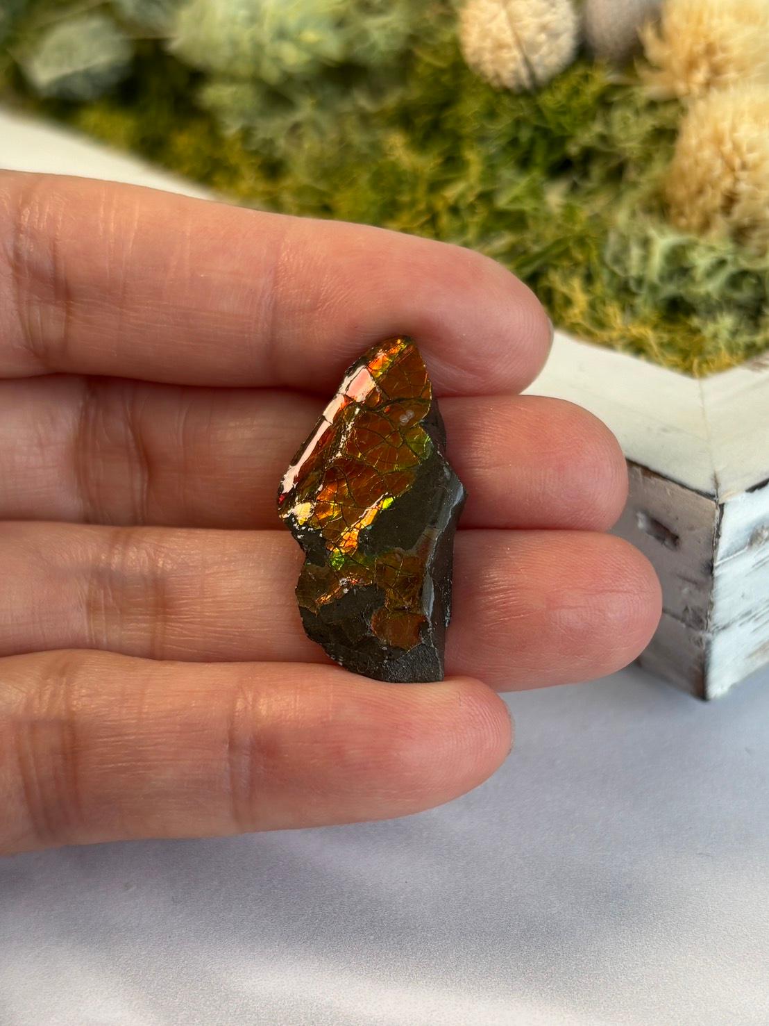 アンモライト 原石 イリデッセンス 天然石 | 3枚目