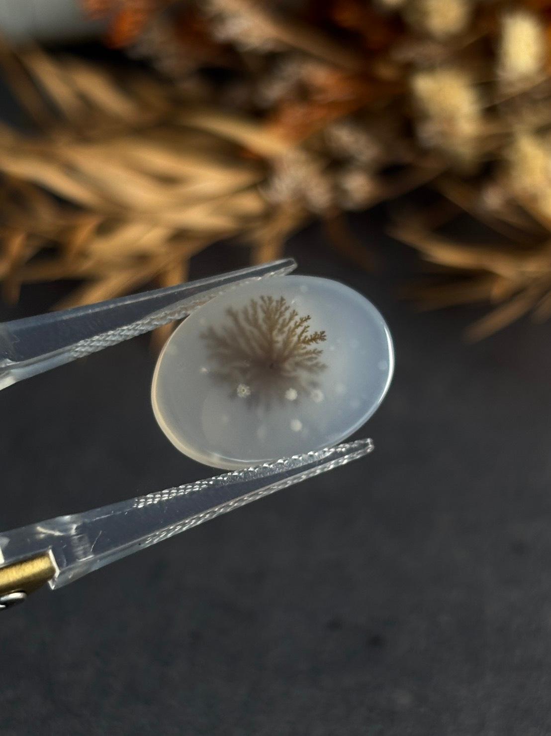 デンドリティック アゲート デンドライト ルース 60 天然石 | 14枚目