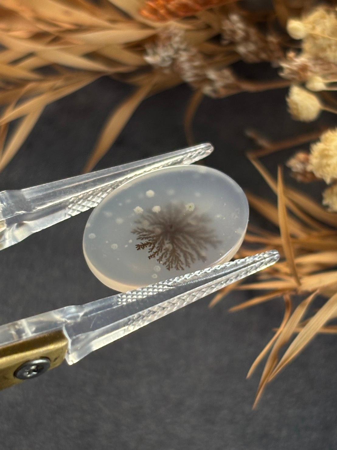 デンドリティック アゲート デンドライト ルース 60 天然石 | 4枚目